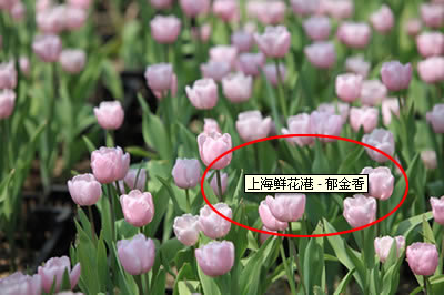 �Ϻ��ʻ��� - ������